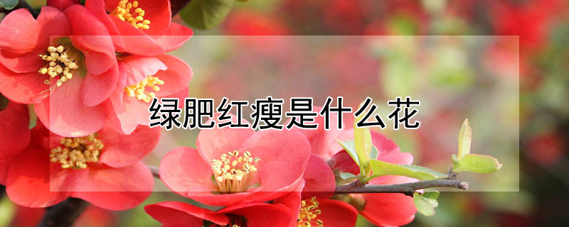 绿肥红瘦是什么花 应是绿肥红瘦是什么花
