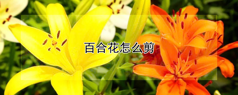 百合花怎么剪 百合花怎么剪花蕊
