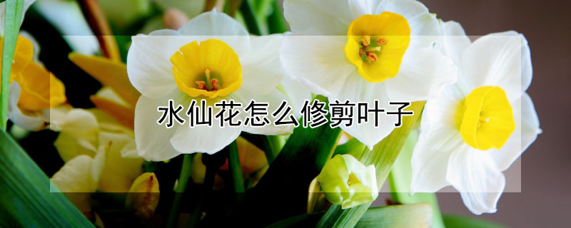水仙花怎么修剪叶子（水仙花怎么修剪叶子图解）