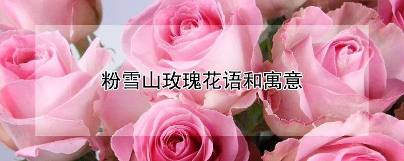 粉雪山玫瑰花语和寓意（碎冰蓝玫瑰适合送什么人）