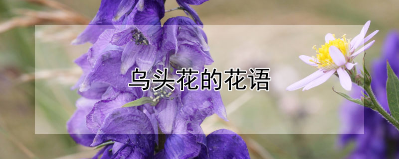 乌头花的花语 乌头花的花语是什么?