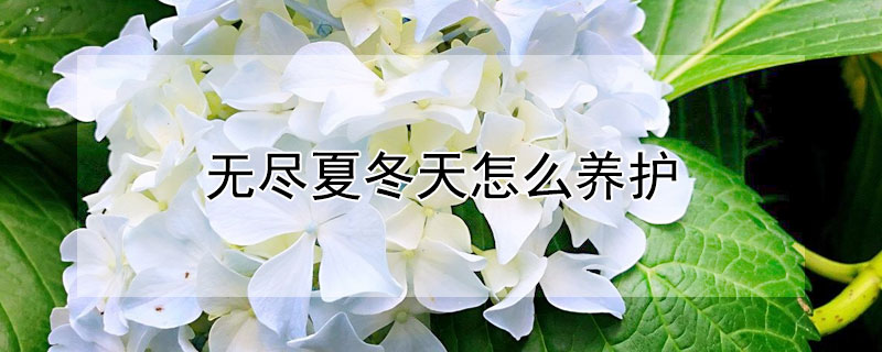 无尽夏冬天怎么养护 无尽夏冬天怎么过冬