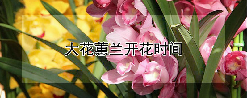 大花蕙兰开花时间 大花蕙兰开花时间长的品种