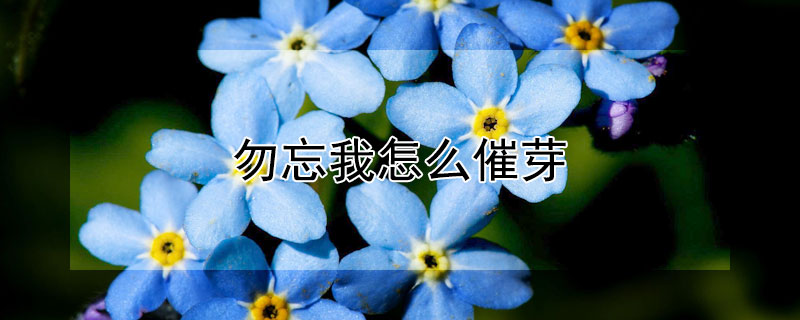 勿忘我怎么催芽（勿忘我催芽方法）