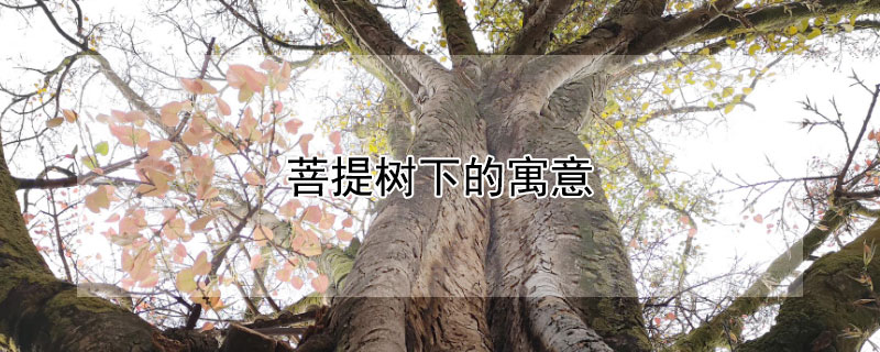 菩提树下的寓意 菩提树下的寓意和象征