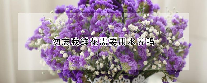 勿忘我鲜花需要用水养吗（勿忘我鲜花可以直接泡水喝吗）