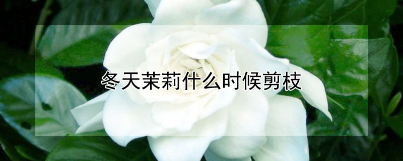 冬天茉莉什么时候剪枝 茉莉冬天什么时候重剪
