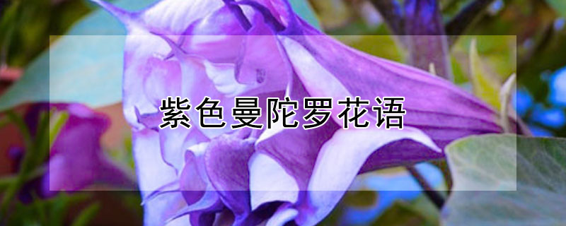 紫色曼陀罗花语（紫色曼陀罗花语代表什么）