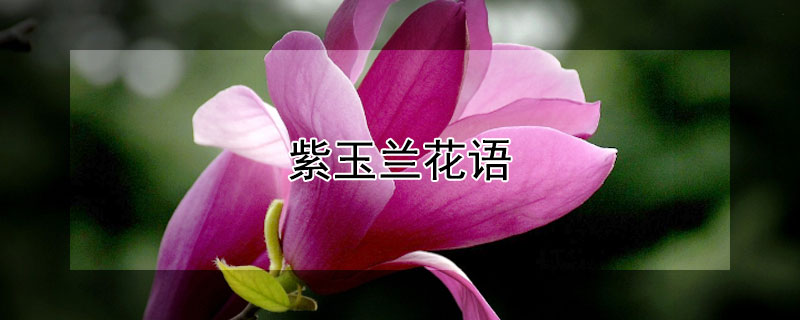 紫玉兰花语（紫玉兰花语是什么）