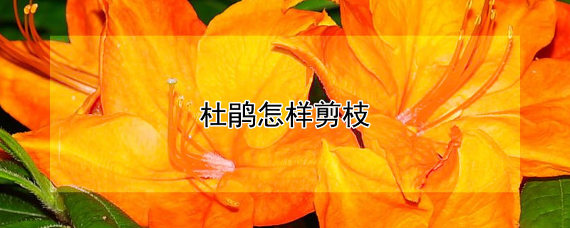 杜鹃怎样剪枝 杜鹃怎样剪枝长的更好