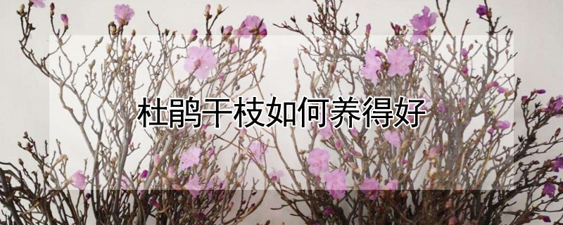 杜鹃干枝如何养得好 杜鹃干枝怎么能养活