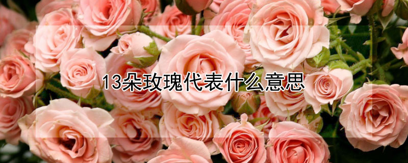 13朵玫瑰代表什么意思 13朵玫瑰代表什么意思红