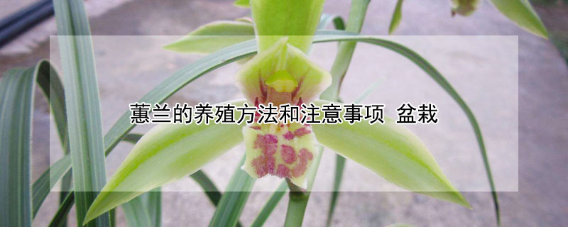 蕙兰的养殖方法和注意事项（蕙兰的养殖方法和注意事项 视频）
