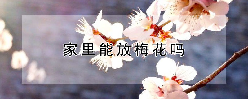 家里能放梅花吗 家里可以放梅花的摆设吗
