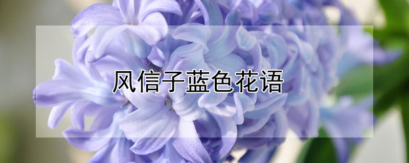 风信子蓝色花语（蓝色风信子寓意）