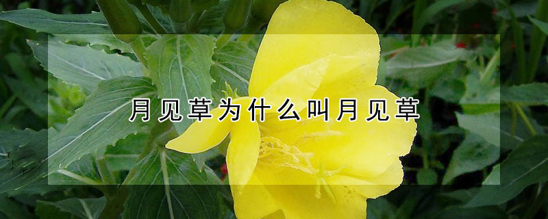月见草为什么叫月见草（月见草又叫什么）