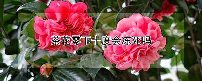 茶花零下十度会冻死吗 茶花零下几度会冻死
