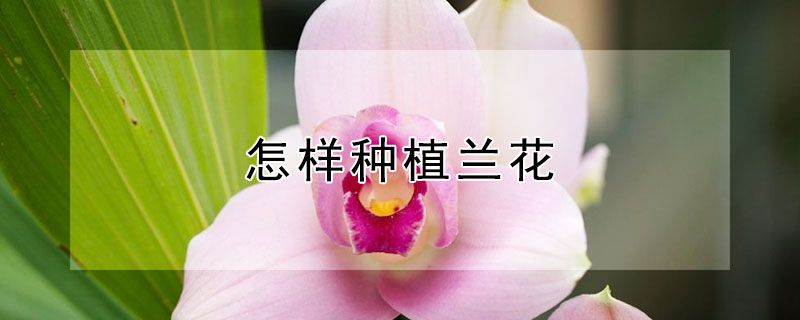 怎样种植兰花 怎样种植兰花视频教程