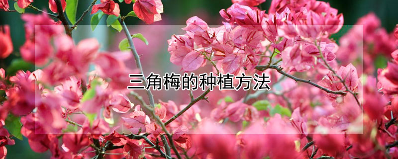 三角梅的种植方法 三角梅的种植方法可以扦插吗?