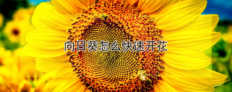 向日葵怎么快速开花（向日葵怎么快速开花结果）