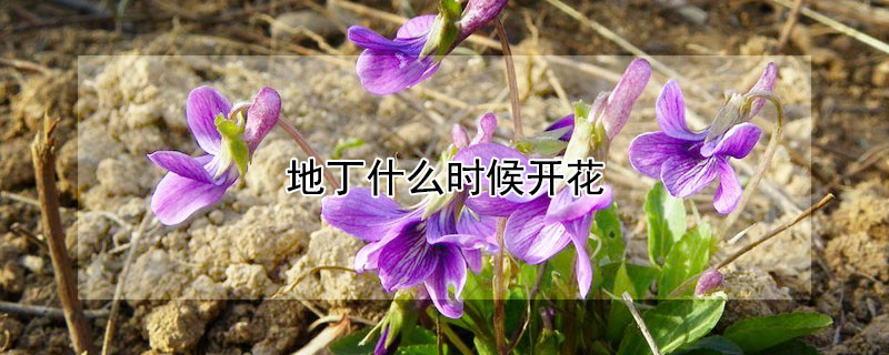 地丁什么时候开花（地丁什么时候开花的）