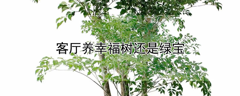 客厅养幸福树还是绿宝 客厅养幸福树还是绿宝石树好