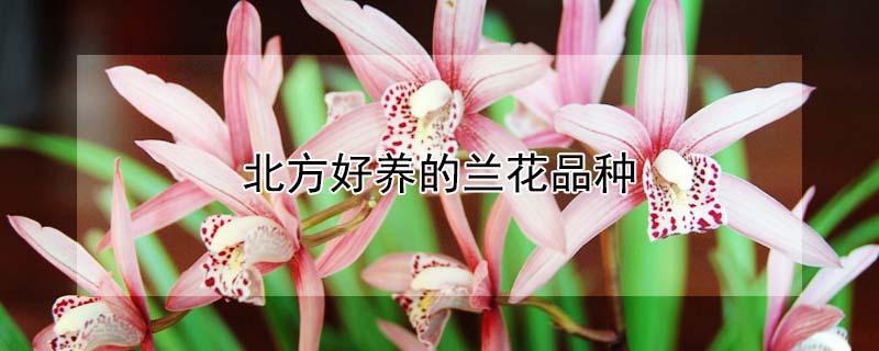 北方好养的兰花品种（北方好养的兰花品种介绍）