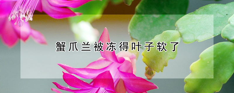 蟹爪兰被冻得叶子软了 蟹爪兰被冻得叶子软了怎么回事