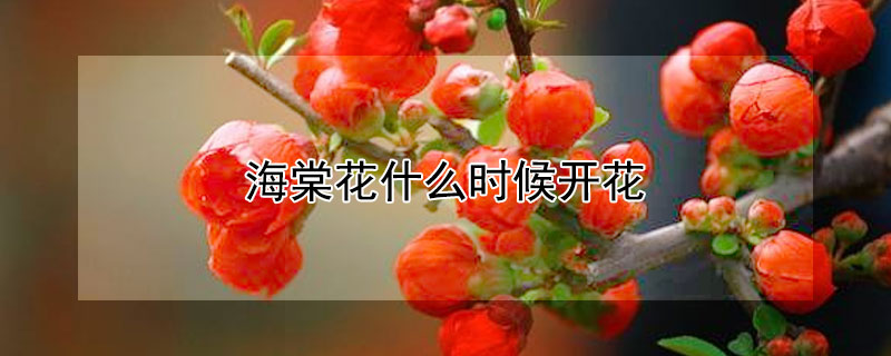 海棠花什么时候开花（垂丝海棠花什么时候开花）