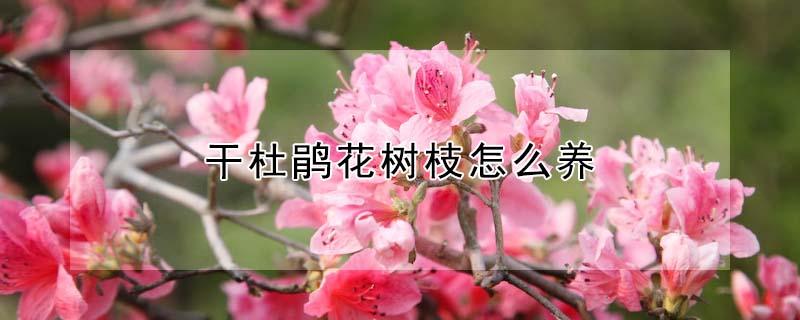 干杜鹃花树枝怎么养（干杜鹃花树枝怎么养护和管理）