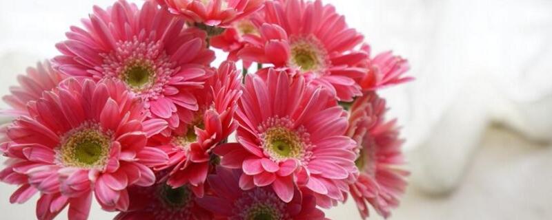 扶郎花花语（扶郎花花语和寓意）