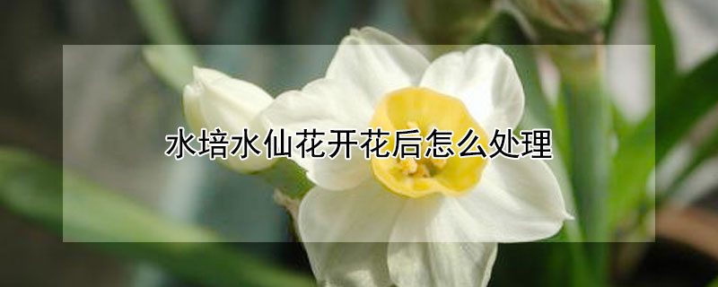 水培水仙花开花后怎么处理 水培水仙花开花后怎么处理成种球