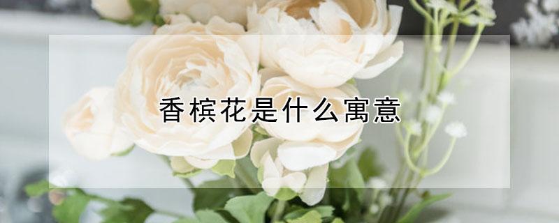 香槟花是什么寓意 11朵香槟玫瑰适合送哪些人