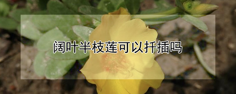 阔叶半枝莲可以扦插吗 阔叶半枝莲可以扦插吗图片