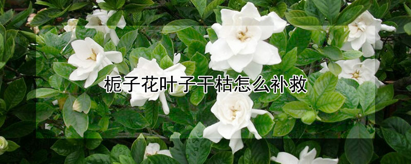 栀子花叶子干枯怎么补救 栀子花叶子干枯怎么补救好