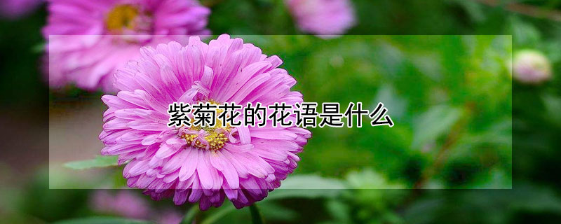 紫菊花的花语是什么 紫菊花的含义