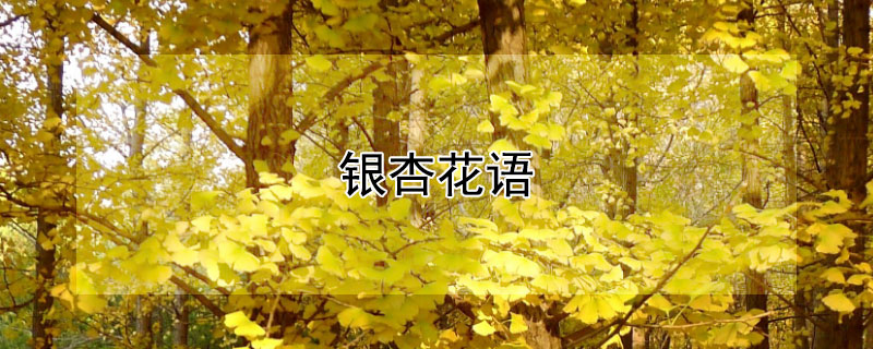 银杏花语 银杏花语因为有你三生有幸