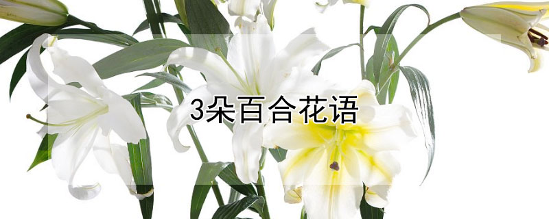 3朵百合花语（3朵百合花的寓意）
