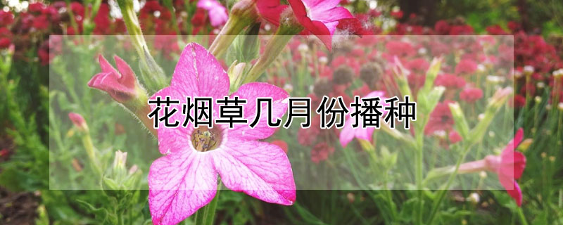 花烟草几月份播种 花烟草播种时间