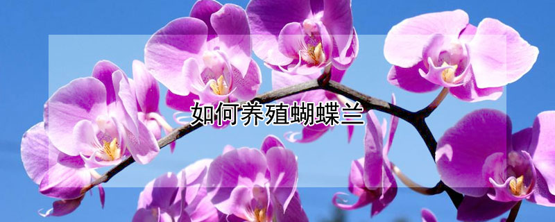 如何养殖蝴蝶兰 如何养殖蝴蝶兰才能让其不掉花苞