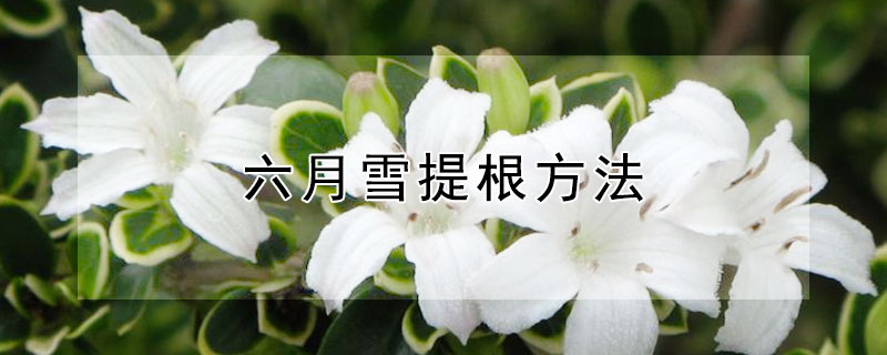 六月雪提根方法 六月雪提根能不能用水清洗根部