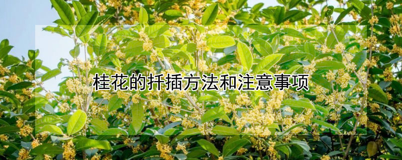 桂花的扦插方法和注意事项 桂花的扦插方法和注意事项有哪些