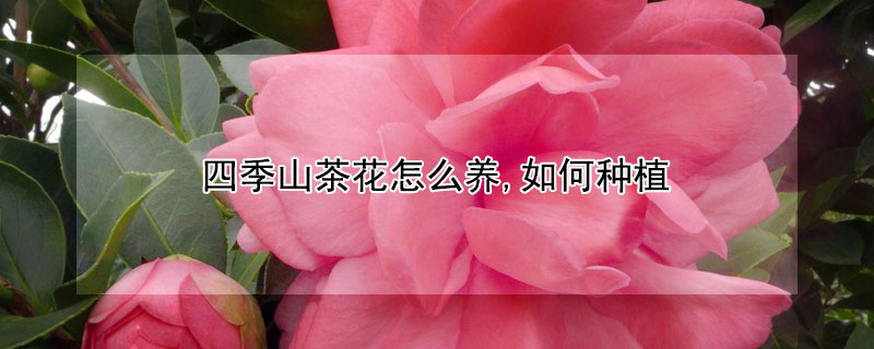 四季山茶花怎么养,如何种植 四季山茶花怎么养,如何种植的