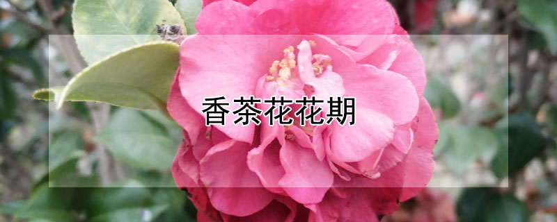 香茶花花期（香茶花花期是多久）