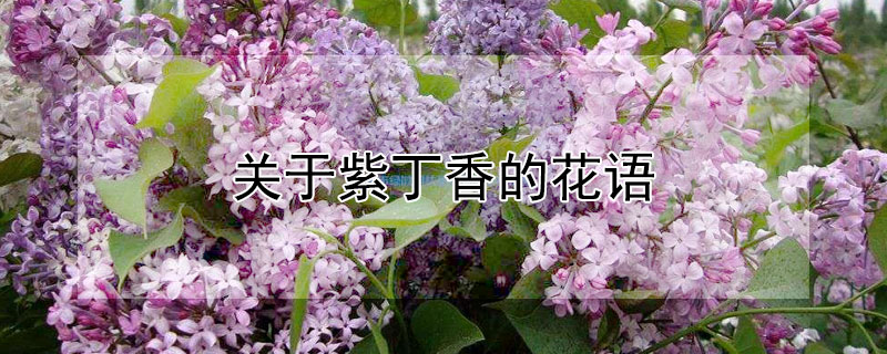 关于紫丁香的花语（关于紫丁香的花语有哪些）