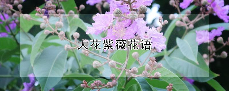 大花紫薇花语 大花紫薇花语雄辩