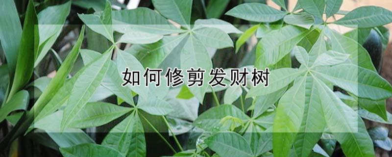 如何修剪发财树 如何修剪发财树大盆栽