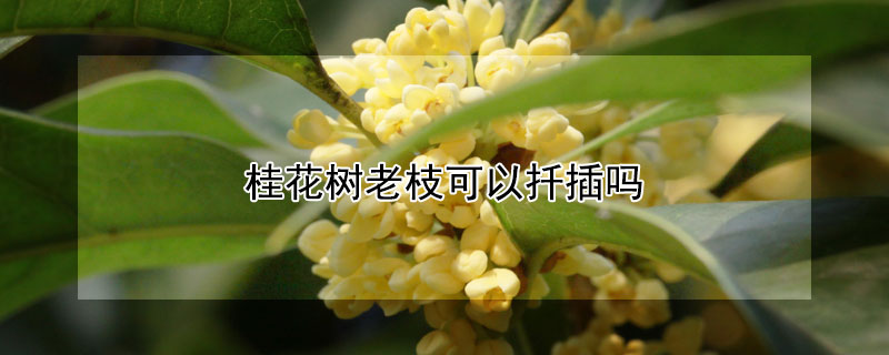 桂花树老枝可以扦插吗 桂花树老枝可以扦插吗