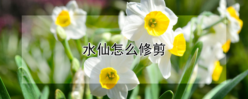 水仙怎么修剪 水仙怎么修剪视频教程