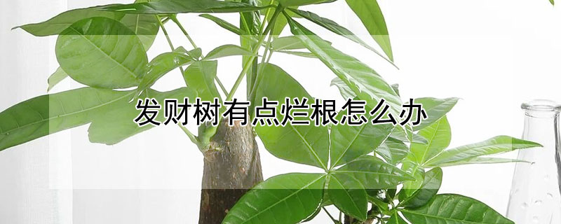 发财树有点烂根怎么办（发财树烂根了怎么回事）